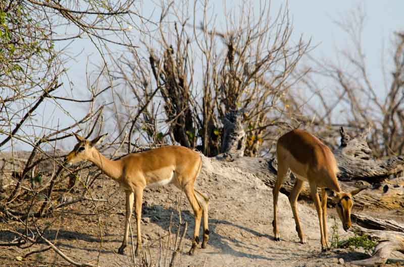 Antílope Impala - parque nacional de Chobe - Botswana 1.jpg